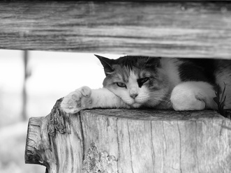 PhotoBNW-00191