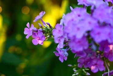 Photo-00121
